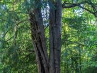 Zweigeteilte alte Eibe